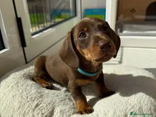 Bassotto cani Bassotto nano - Annuncio 2