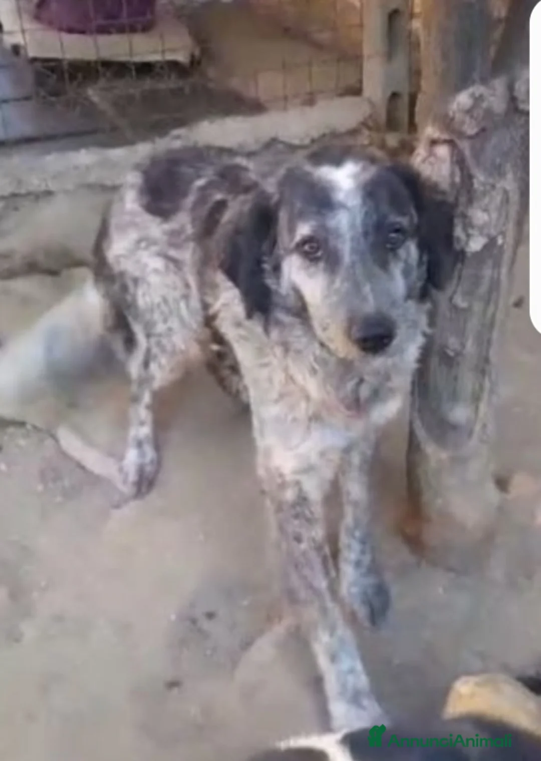 Meticcio cani in regalo: Yali 5anni mix setter 3anni di lager PROV PAVIA a Città metropolitana di Milano - Annuncio 3