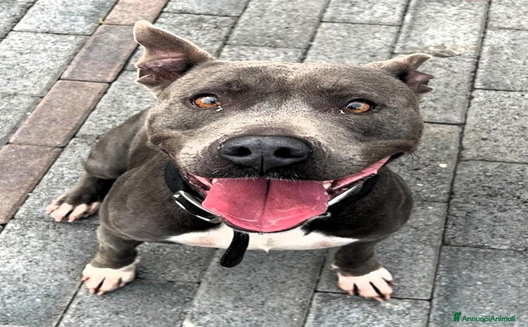 Affenpinscher cani - Annuncio 2