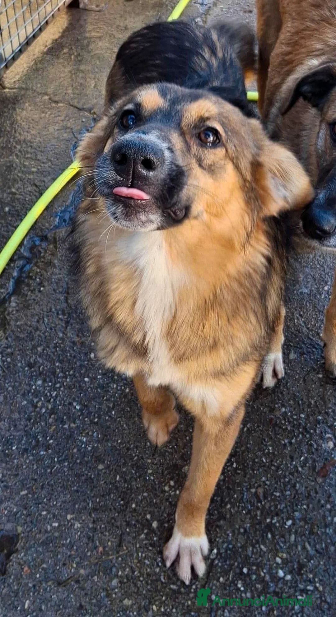 Meticcio cani in regalo: BRENDA 🩷 - cucciola tenerissima cerca casa 🥺😍 - Annuncio 2