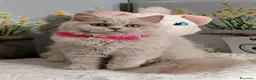 British gatti in vendita: British Longhair Femmina  - Annuncio 6