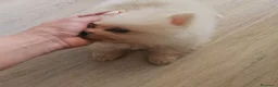 Spitz cani in vendita: Spitz di Pomerania  a Provincia di Lecco - Annuncio 2