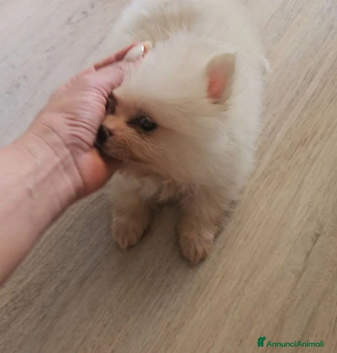 Spitz cani in vendita: Spitz di Pomerania  a Provincia di Lecco - Annuncio 2