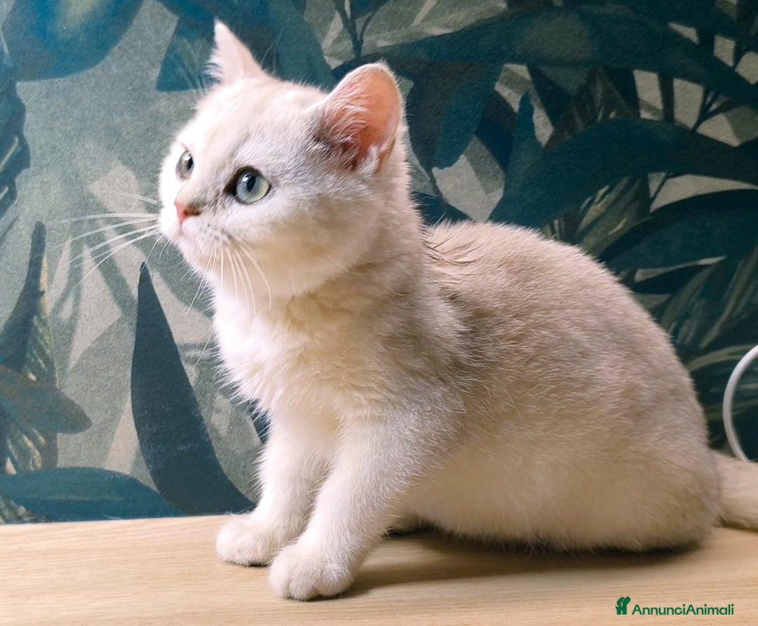 Scottish gatti in vendita: Cucciolo Scottish straight silver - Immagine 2