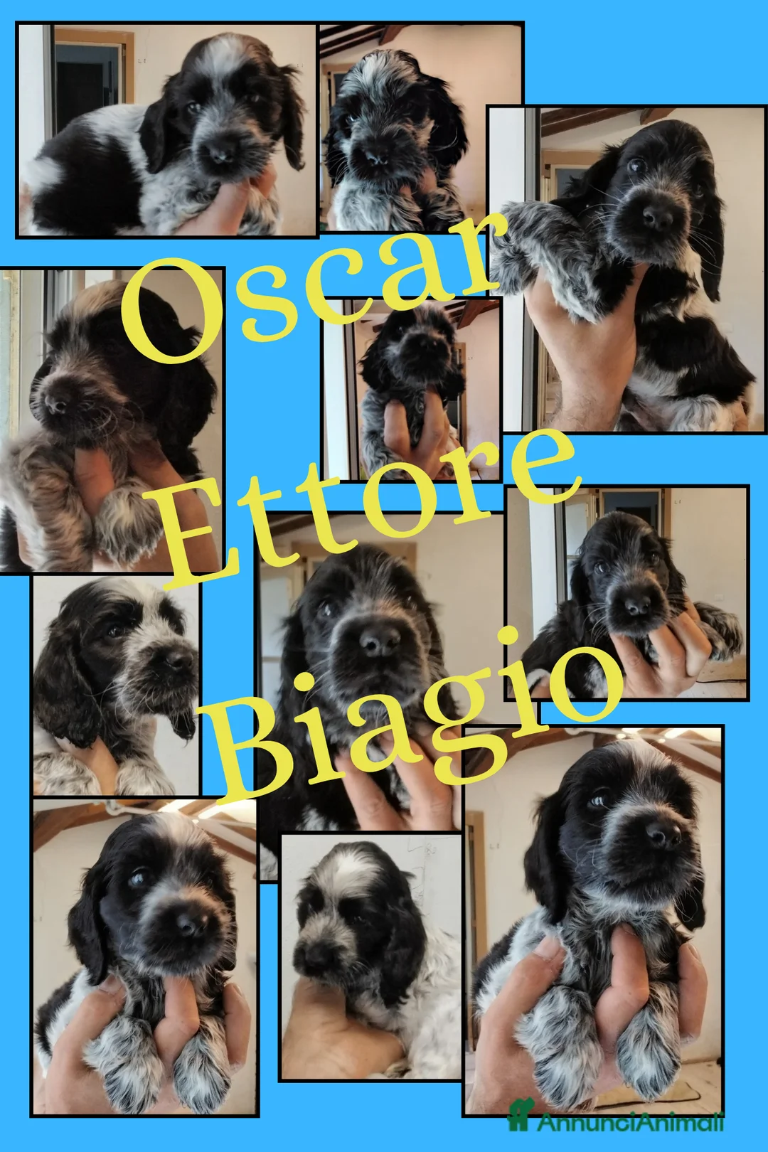 Cocker cani in vendita: Cuccioli Cocker spaniel inglese Blu roano  - Annuncio 1