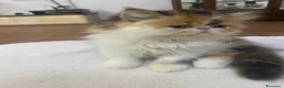 Persiano gatti in vendita: Gattine Persiane ipertipiche - Annuncio 6