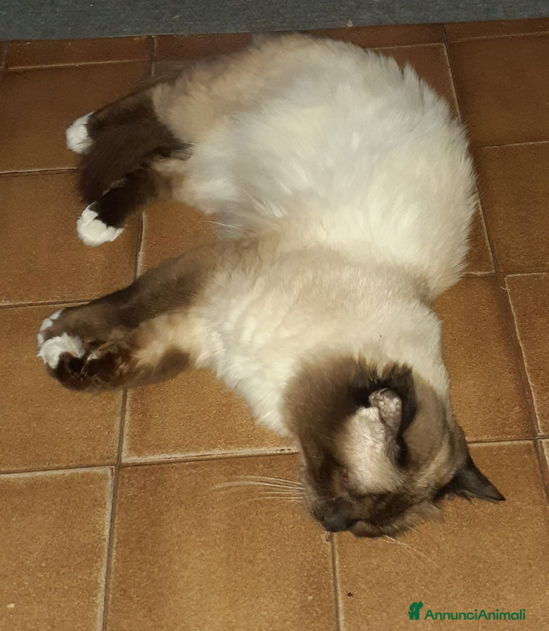 Sacro di Birmania gatti per accoppiamento: Accoppiamento  - Annuncio 1