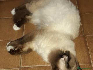 Sacro di Birmania gatti Accoppiamento - Annuncio 23