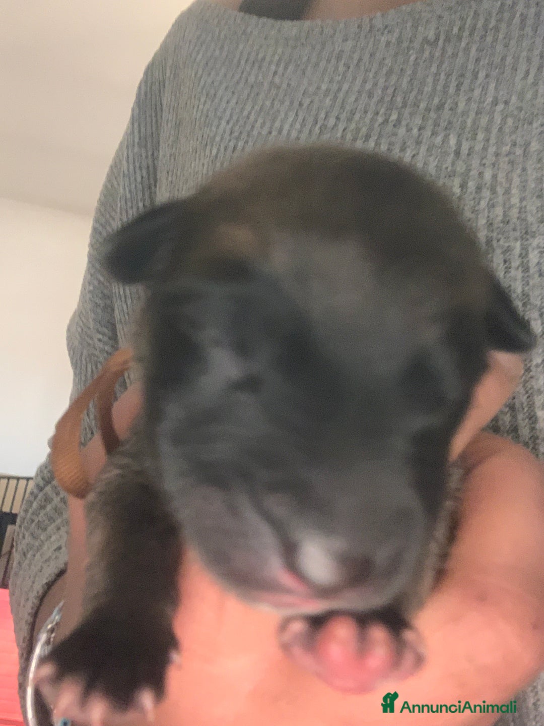 Pastore Belga cani in vendita: Cucciolo pastore belga Malinois  - Annuncio 4