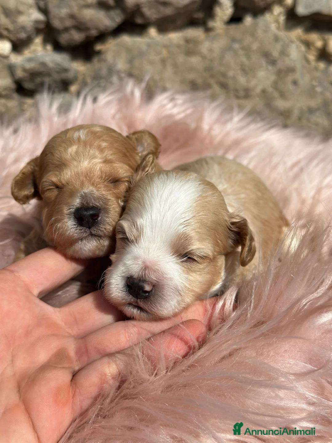 Maltipoo cani in vendita: Cuccioli di MALTIPOO - Annuncio 1