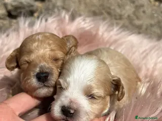 Maltipoo cani Cuccioli di MALTIPOO - Annuncio 1