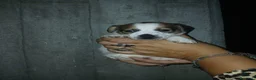Jack Russell cani in vendita: Cuccioli di Jack russel terrier  - Annuncio 6