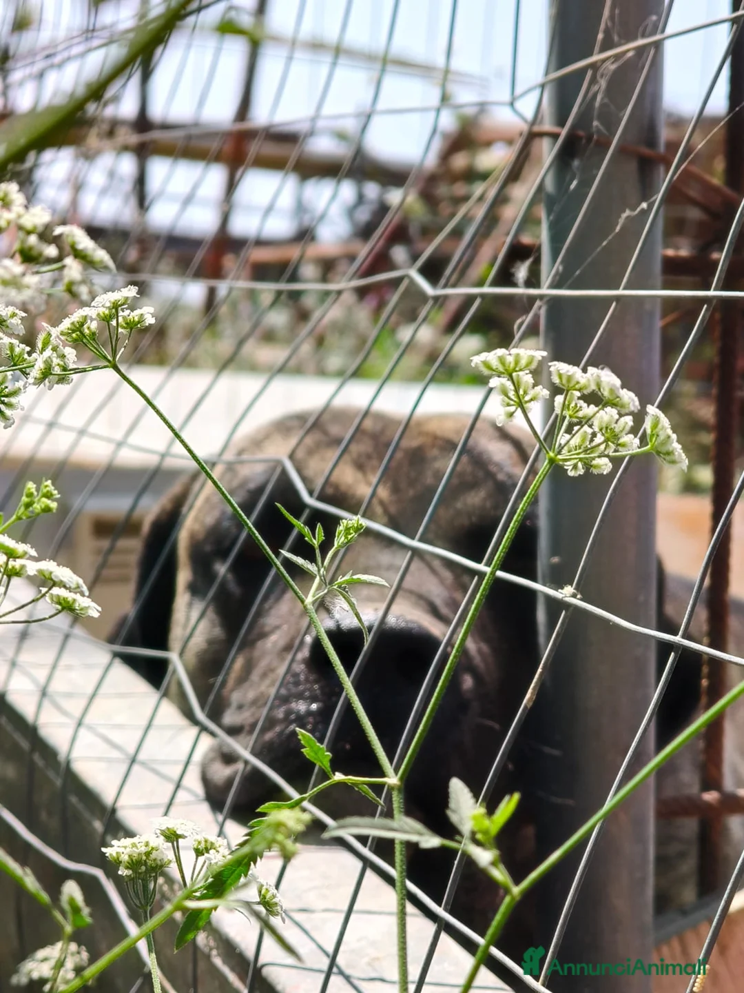 Cane Corso cani in regalo: Kira e Zeus, due anime buone in cerca di casa - Annuncio 5