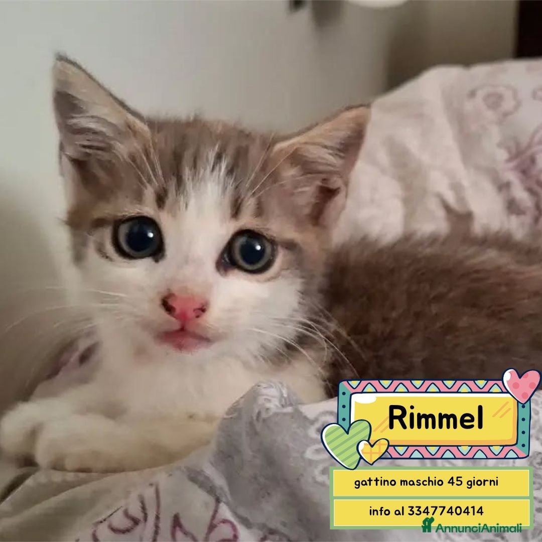 Meticcio gatti Rimmel dolce gattino 45 giorni cerca adozione - Annuncio 6