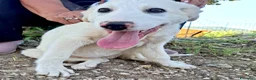 Meticcio cani in regalo: Cucciola 3 mesi taglia media vaccinata  a Provincia di Verona - Annuncio 4