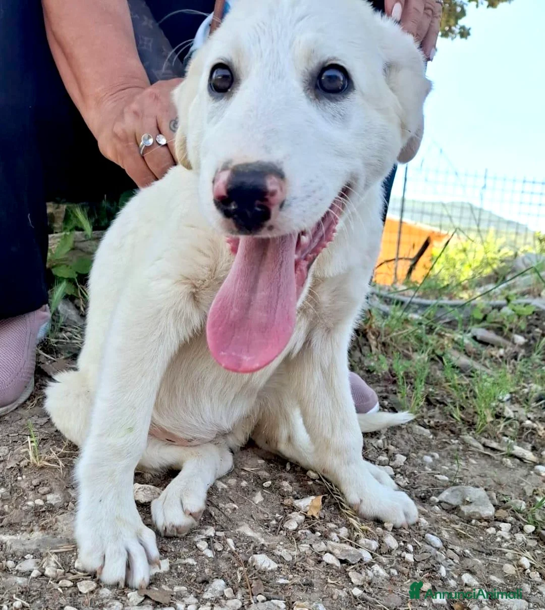 Meticcio cani in regalo: Cucciola 3 mesi taglia media vaccinata  a Provincia di Verona - Annuncio 4