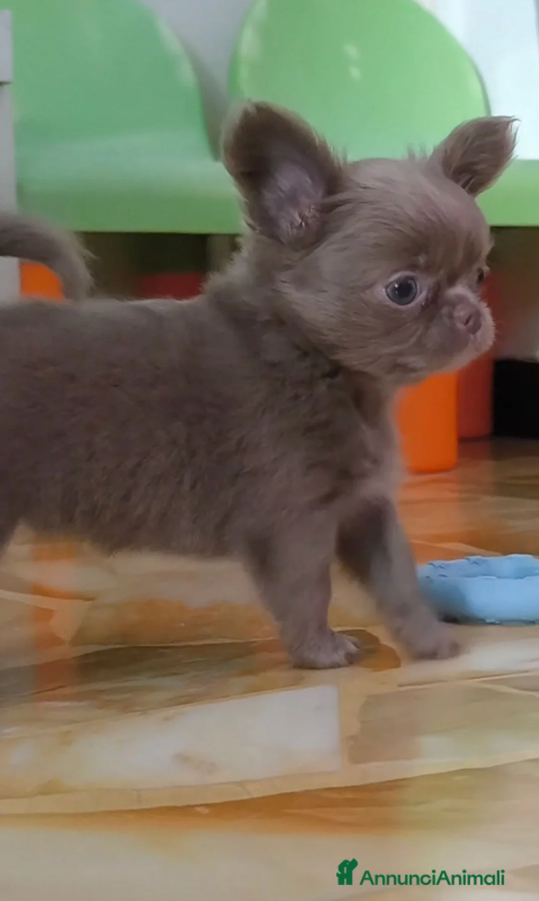 Chihuahua cani in vendita: Chihuahua Femmina Lilac  - Annuncio 2