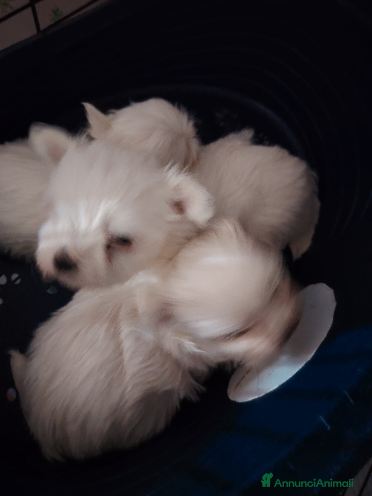 Maltese cani Maltipoo  - Annuncio 1