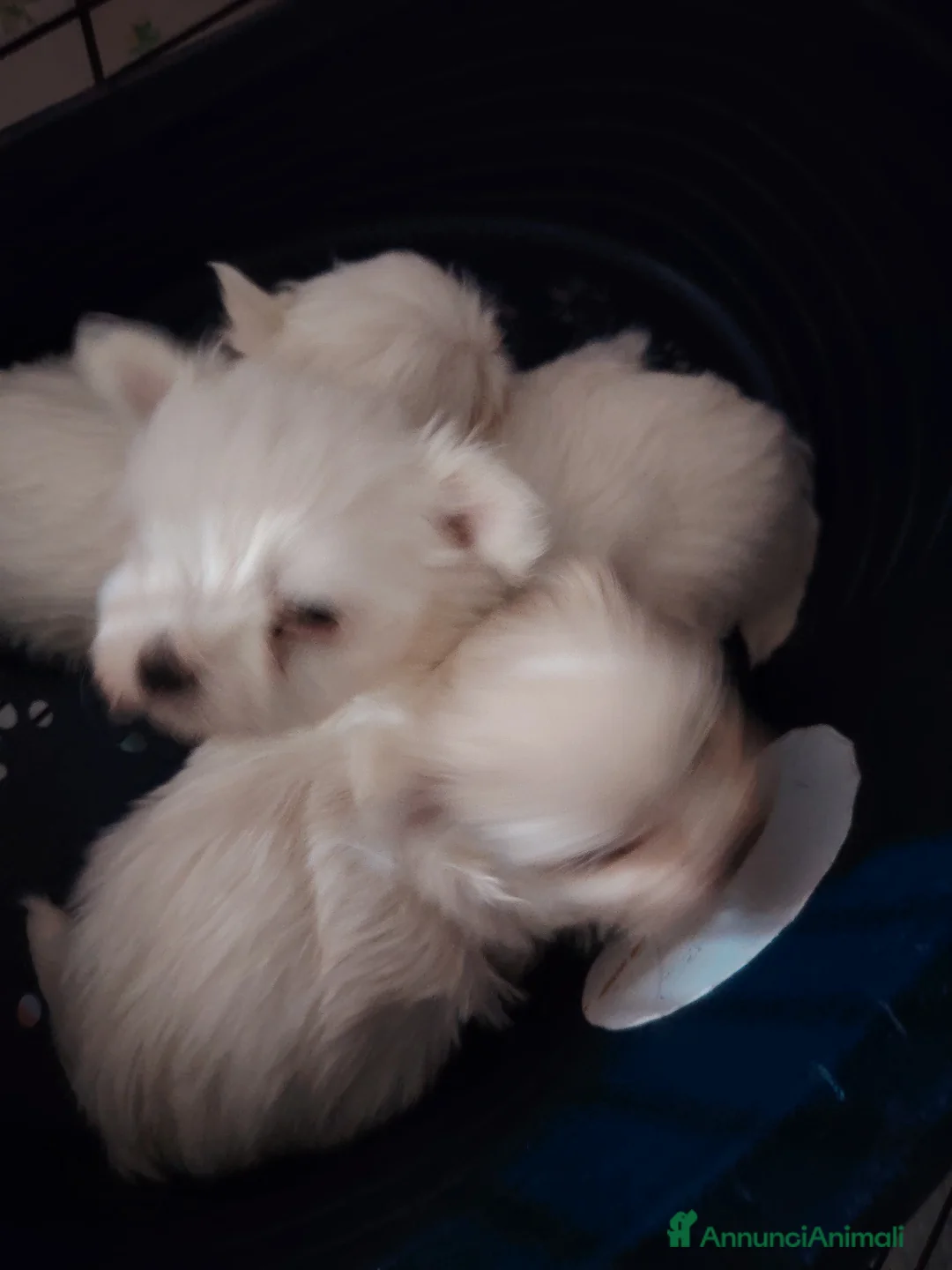 Maltese cani in vendita: Maltipoo  - Annuncio 1