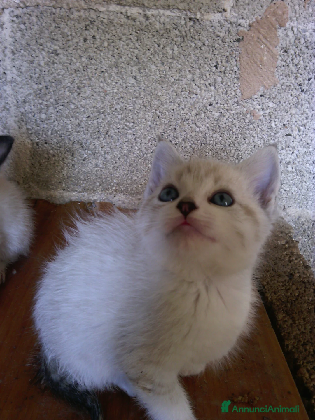 Altre razze gatti in vendita: Gattini siamesi snowshoes  - Annuncio 6