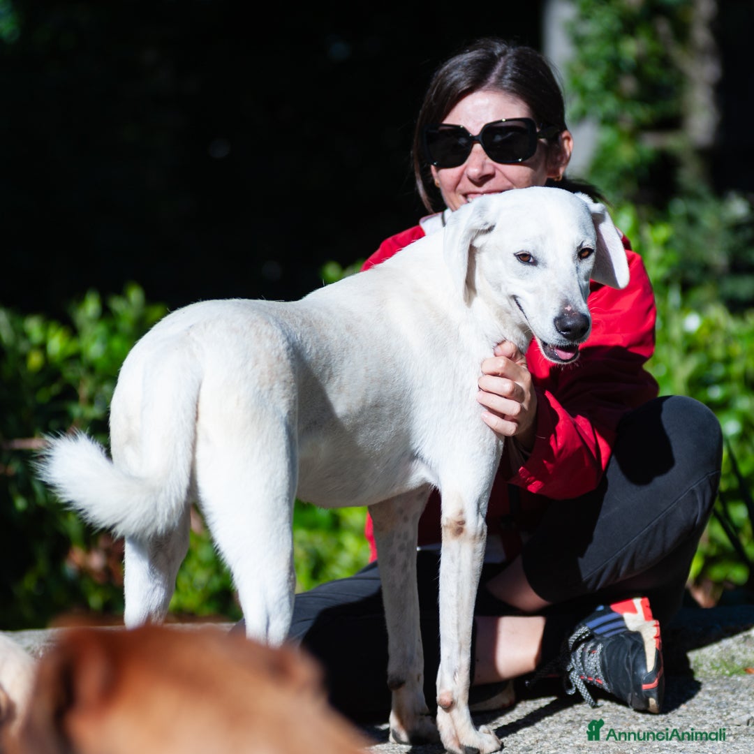 Altre razze cani in regalo: tommy  - Immagine 4