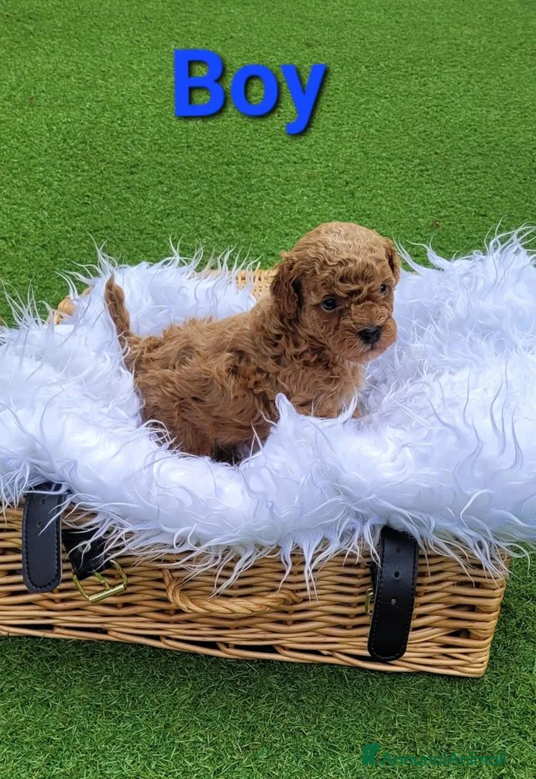 Barboncino Toy cani in vendita: Cuccioli di Barboncino Toy - Annuncio 10