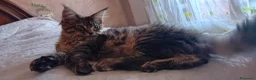 Maine Coon gatti in vendita: Maine coon americana XXL a Città metropolitana di Roma Capitale - Annuncio 6