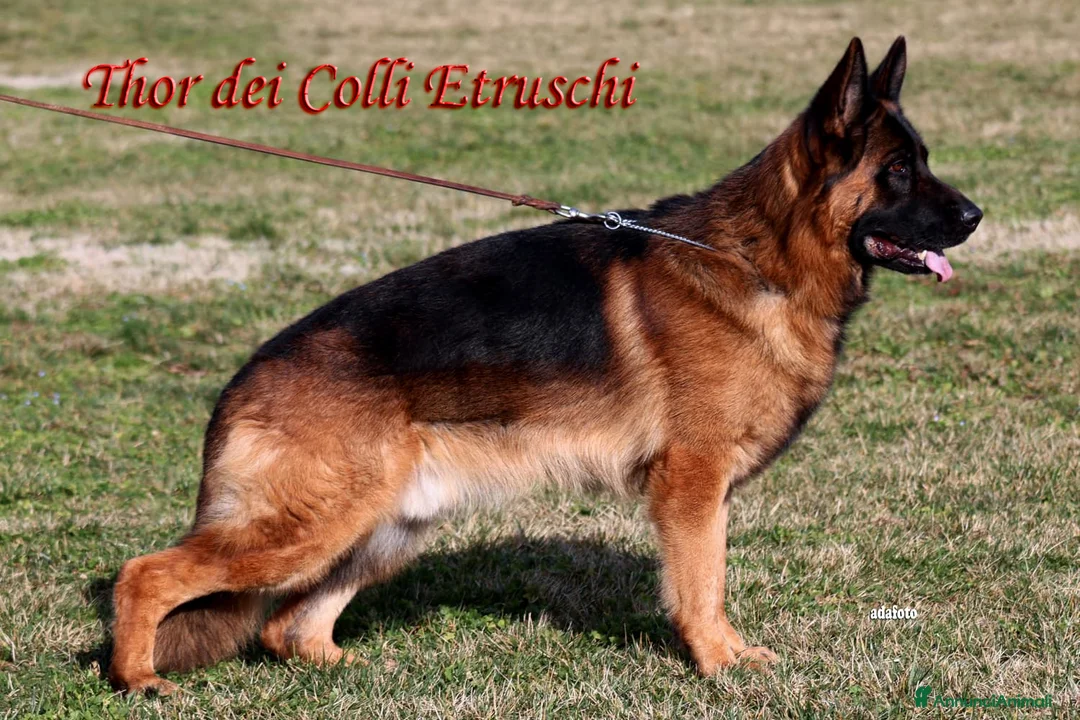 Pastore Tedesco cani in vendita: Cucciolo di Pastore Tedesco a Pelo Corto a Provincia di Terni - Annuncio 2