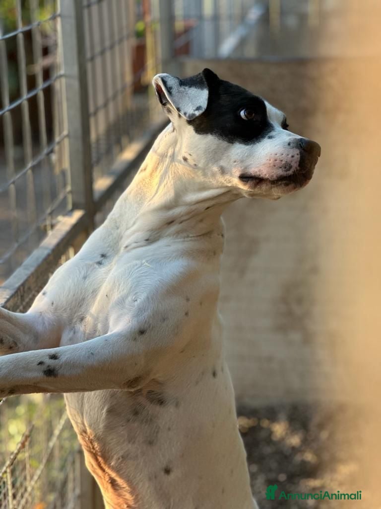 Meticcio cani Fiorella: energia pura, bontà infinita  - Annuncio 6