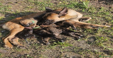 Pastore Belga cani a Venedig - Annuncio 12
