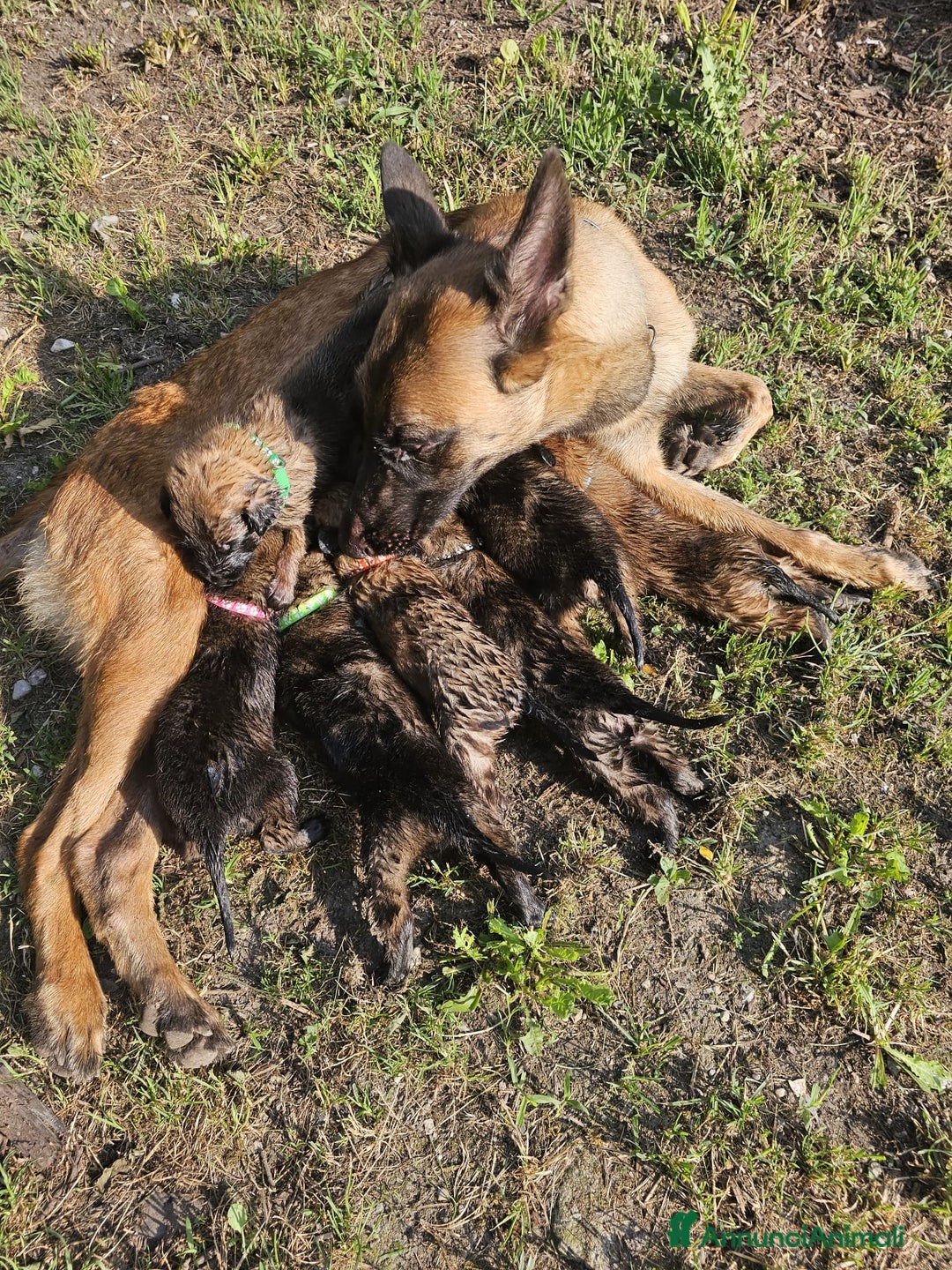 Pastore Belga cani in vendita: Pastore Belga cuccioli a Venedig - Immagine 2