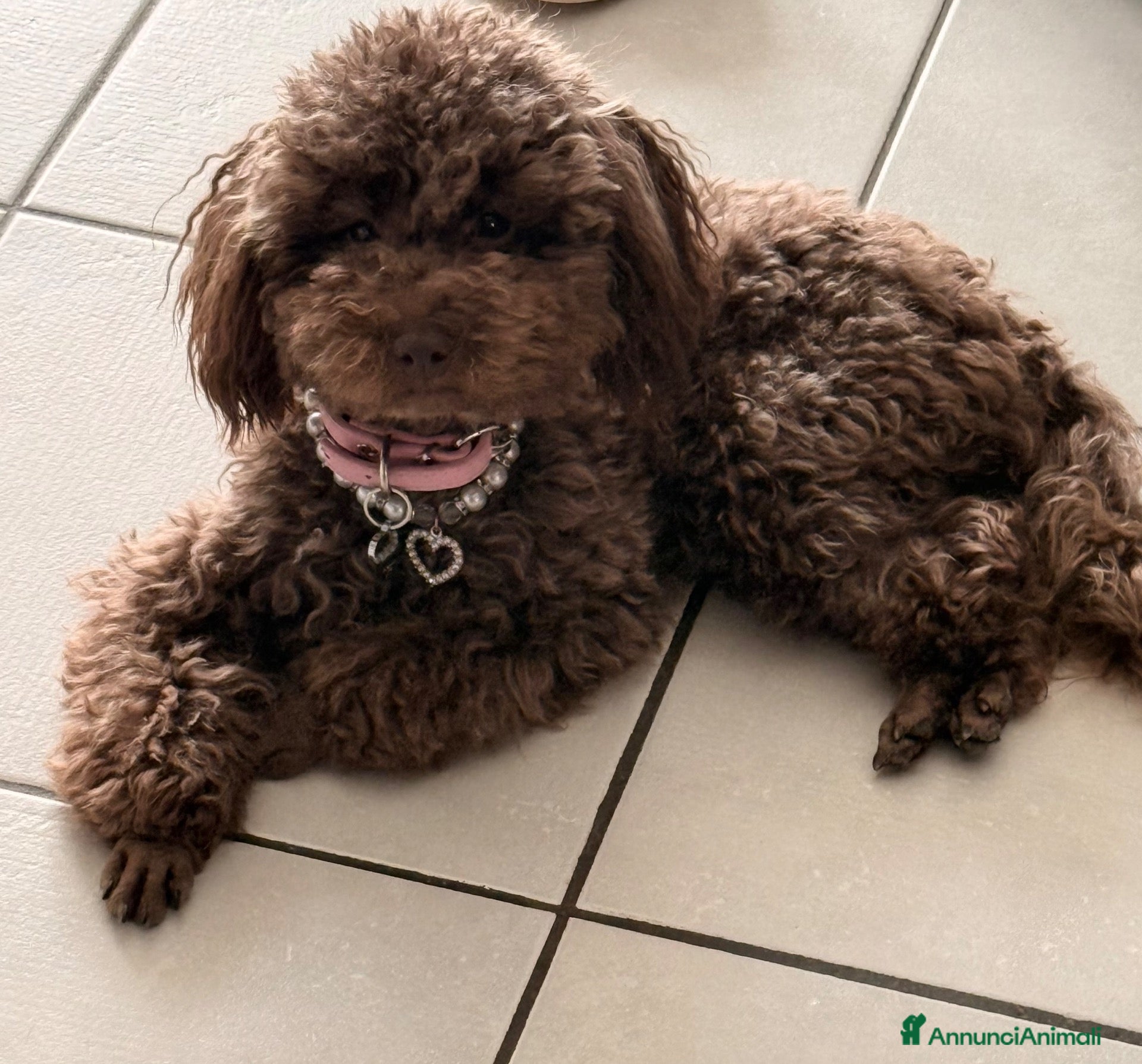 Barboncino cani Cuccioli di barboncino  - Annuncio 18