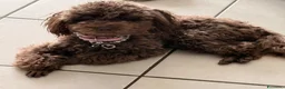 Barboncino cani in vendita: Cuccioli di barboncino  - Annuncio 1
