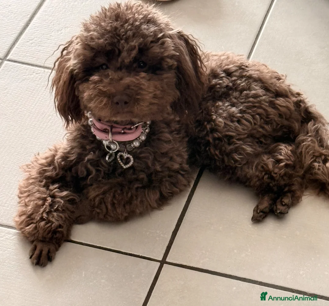 Barboncino cani in vendita: Cuccioli di barboncino  - Annuncio 1