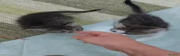 Europeo gatti in regalo: Ariella e Archimede sognano casa! - Annuncio 3