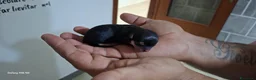 Chihuahua cani in vendita: Chihuahua di catanicoSR - Annuncio 2