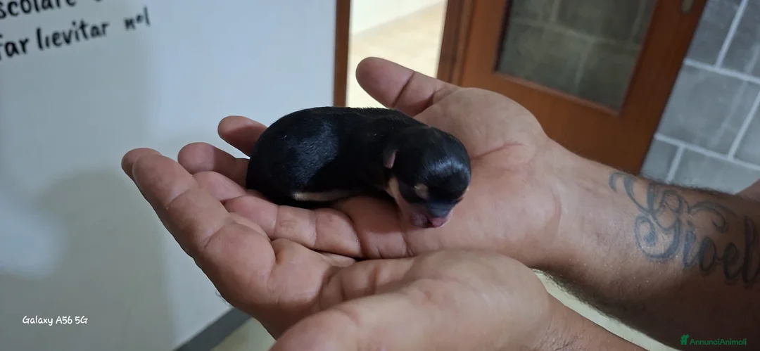 Chihuahua cani in vendita: Chihuahua di catanicoSR - Annuncio 2
