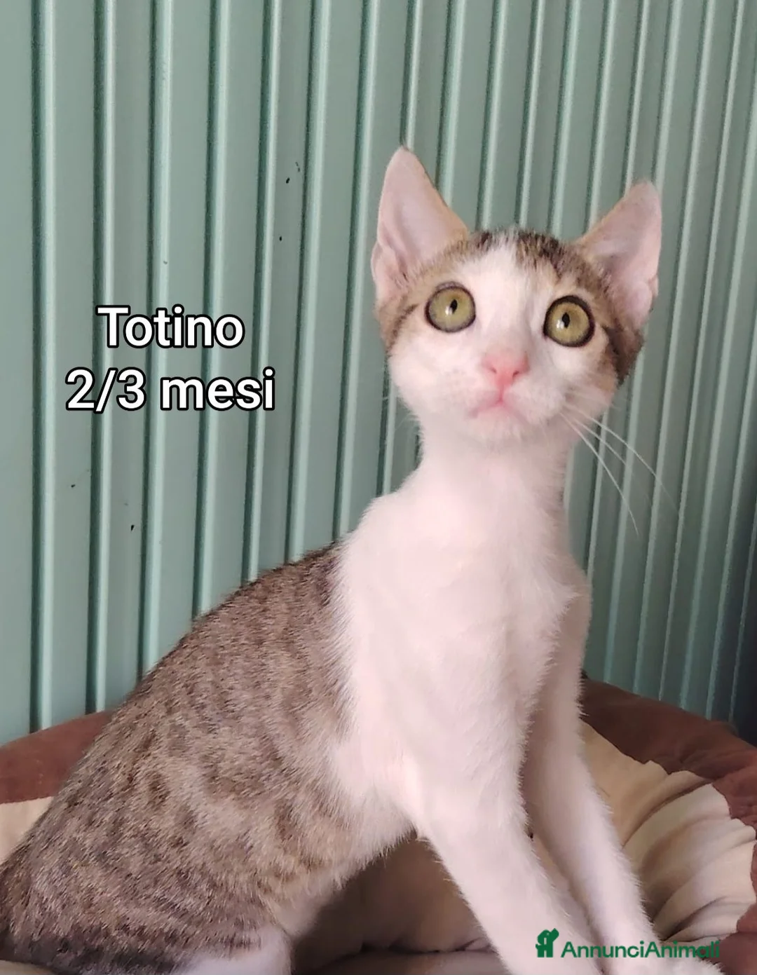 Altre razze gatti in regalo: TANTI MICINI SOLI a Provincia di Vicenza - Annuncio 1
