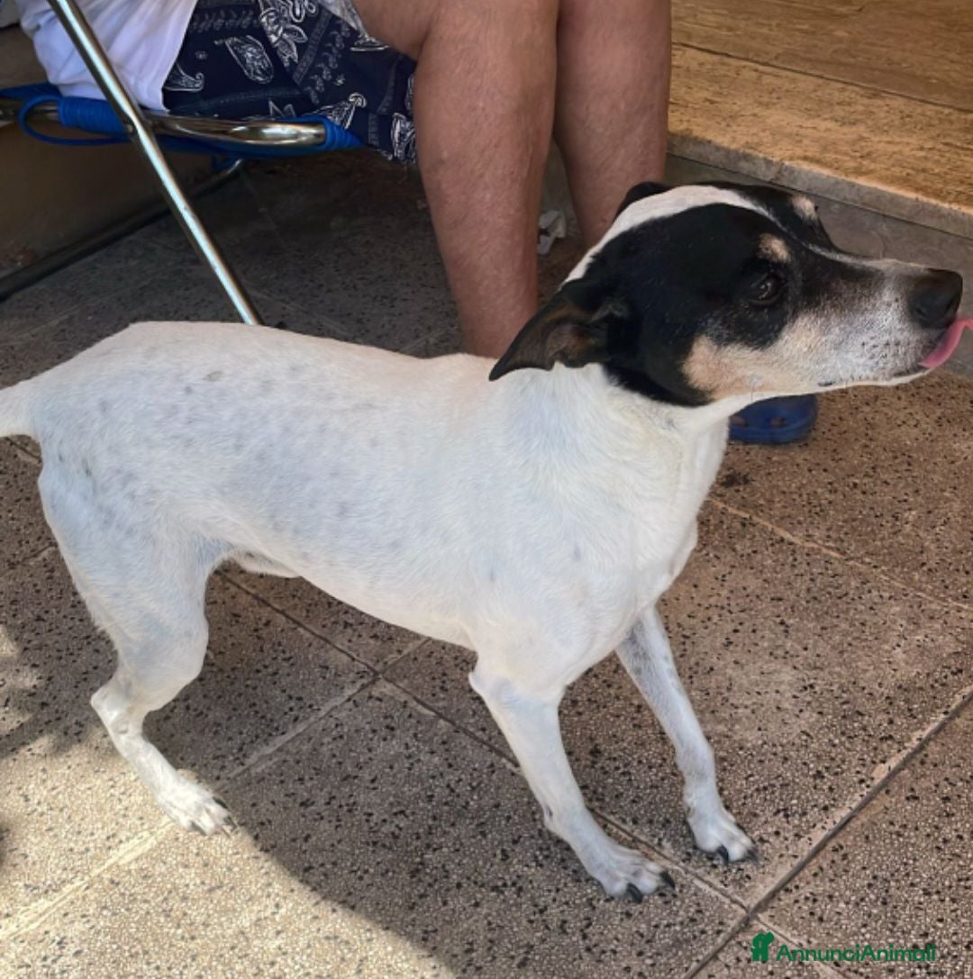 Jack Russell cani Jack Russel 12 DA OGGI 11AGOSTO RESTA SOLO!MILANO  - Annuncio 2
