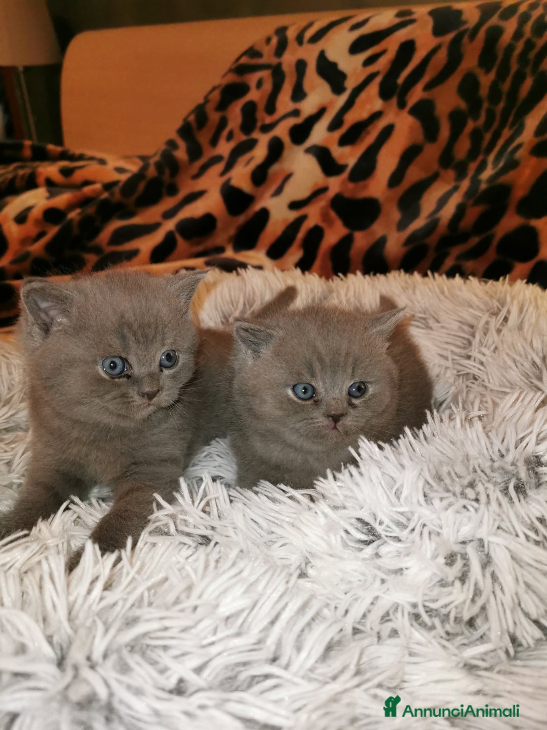 Scottish gatti in vendita: Gattini, cuccioli Scottish, British Straight  - Annuncio 1