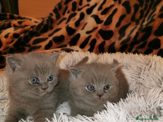 Scottish gatti Gattini, cuccioli Scottish, British Straight - Annuncio 1