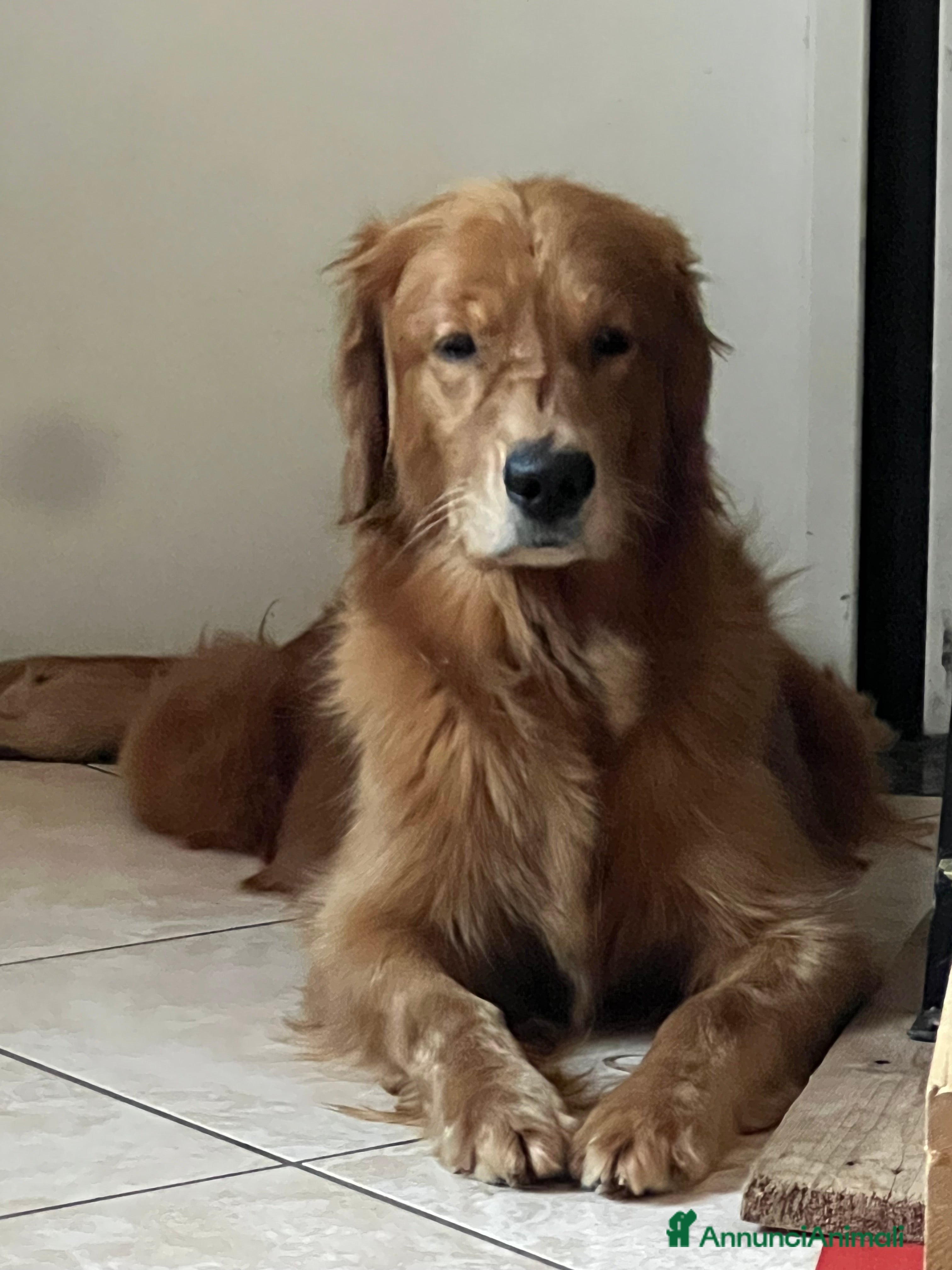 Golden Retriever cani Cuccioli Golden Retriever  - Annuncio 2