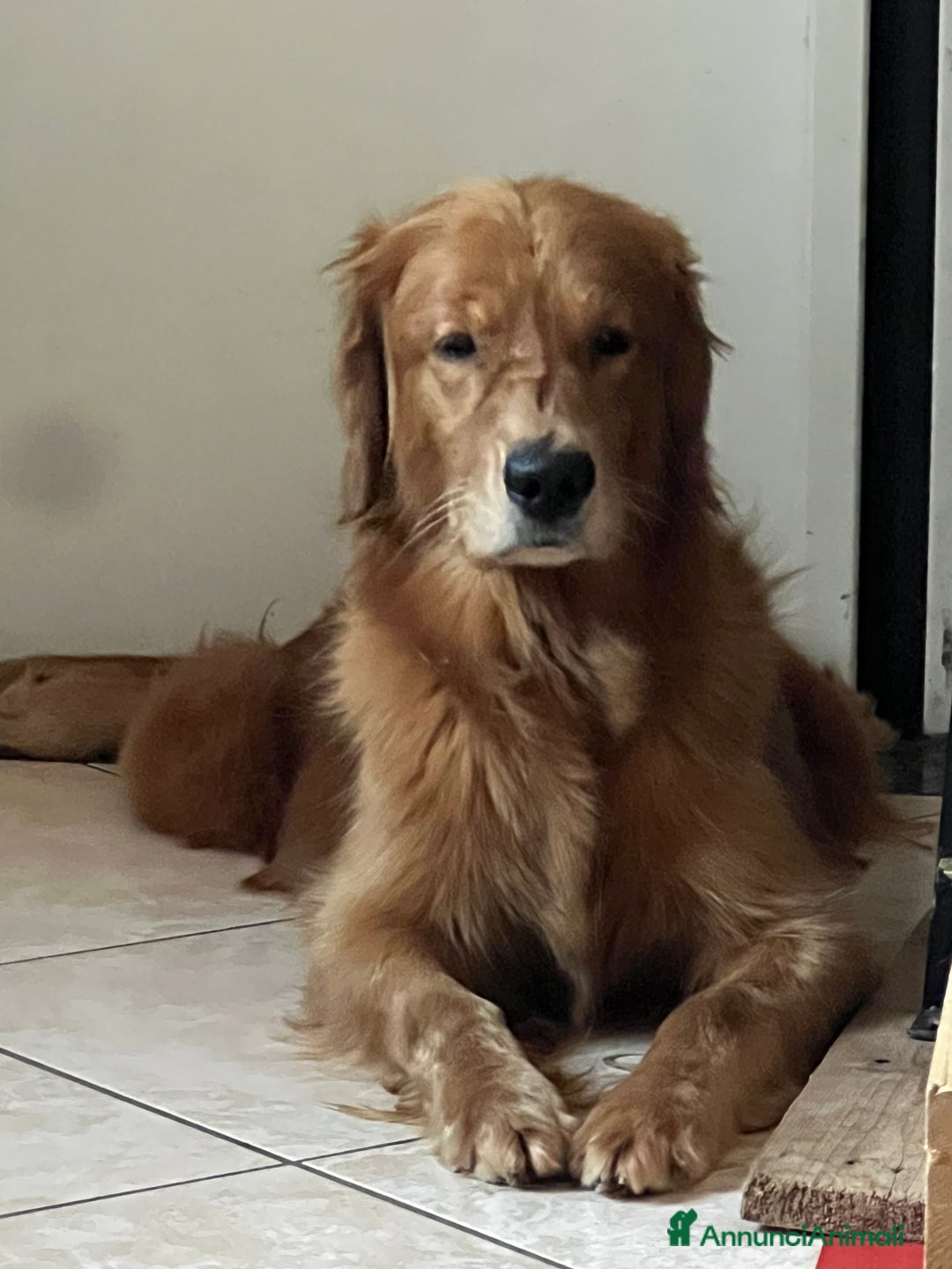 Golden Retriever cani in vendita: Cuccioli Golden Retriever  - Annuncio 1