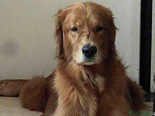 Golden Retriever cani Cuccioli Golden Retriever - Annuncio 30