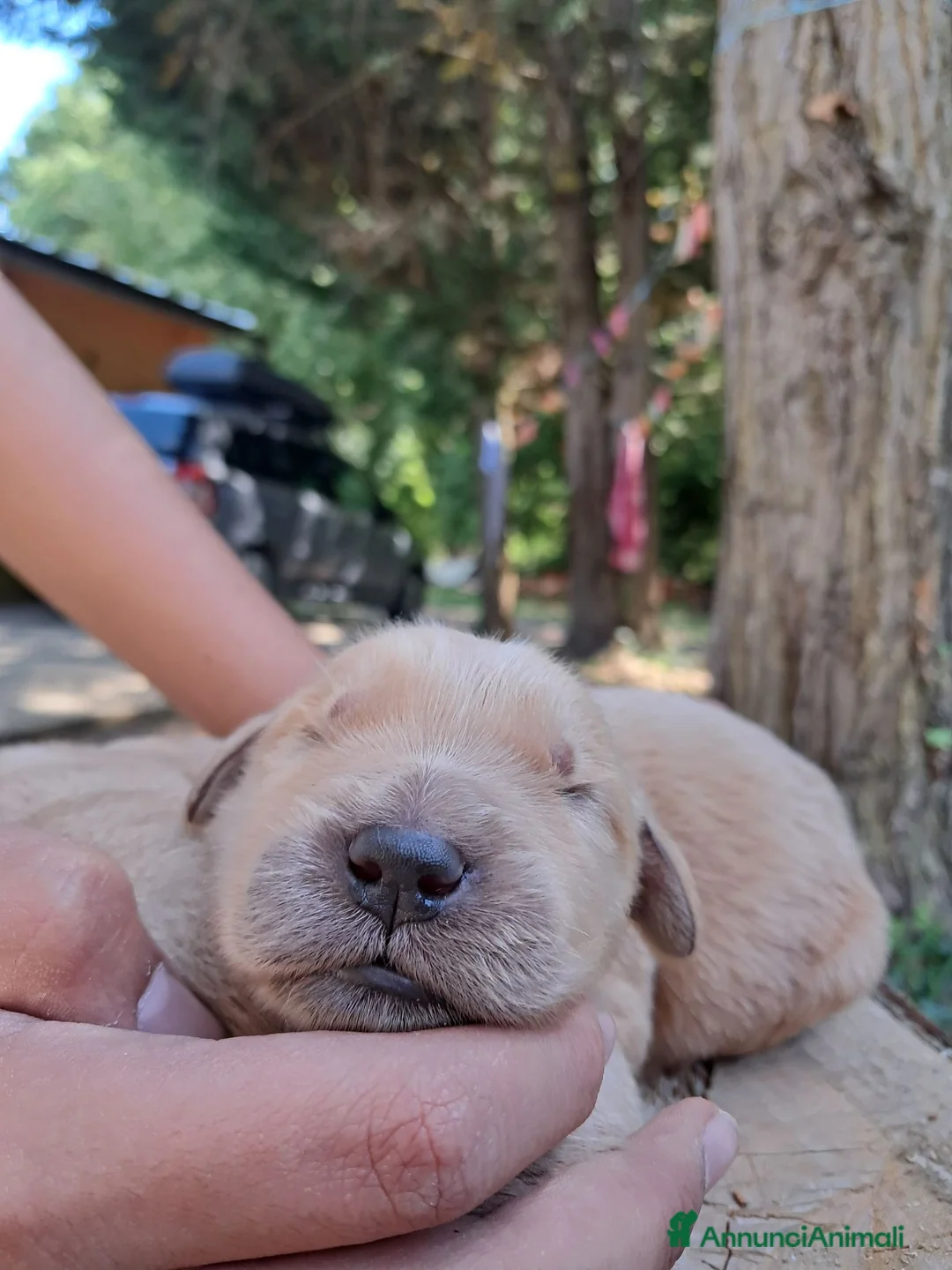 Golden Retriever cani in vendita: Cuccioli Golden Retriever Americano  a Provincia di Cremona - Annuncio 8