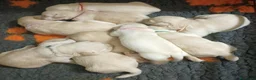 Labrador cani in vendita: LABRADOR FEMMINUCCE GIALLE a Provincia di Cuneo - Annuncio 3