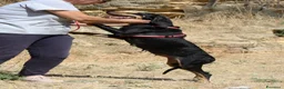 Meticcio cani in regalo: Bea in adozione - Annuncio 5