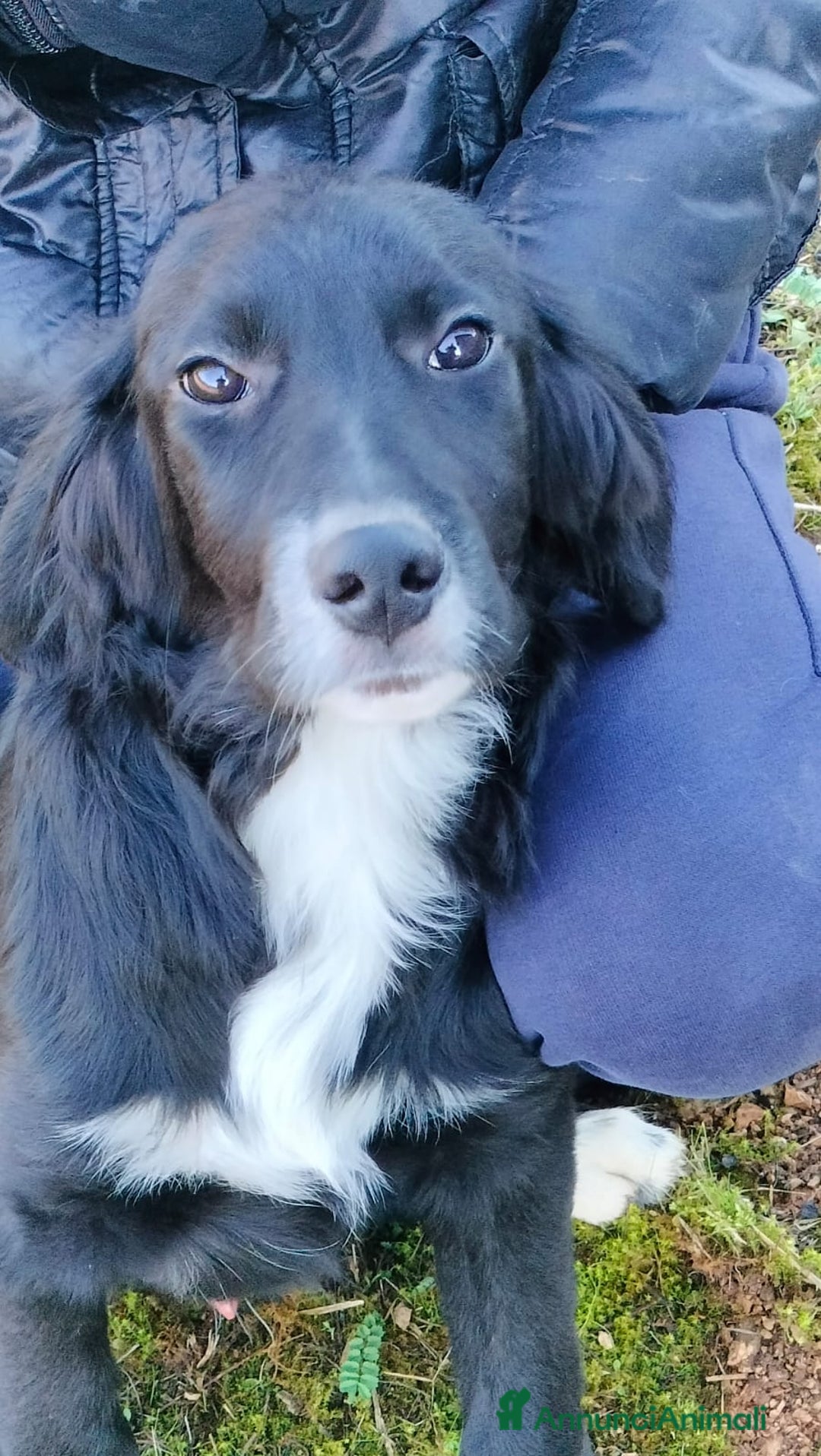 Meticcio cani in regalo: GHALI - Annuncio 1