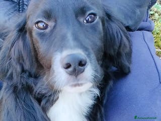 Meticcio cani GHALI - Annuncio 24