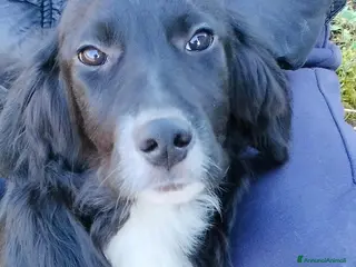 Meticcio cani GHALI - Annuncio 28